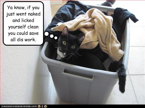 cat-disapproves-of-laundry.jpg
