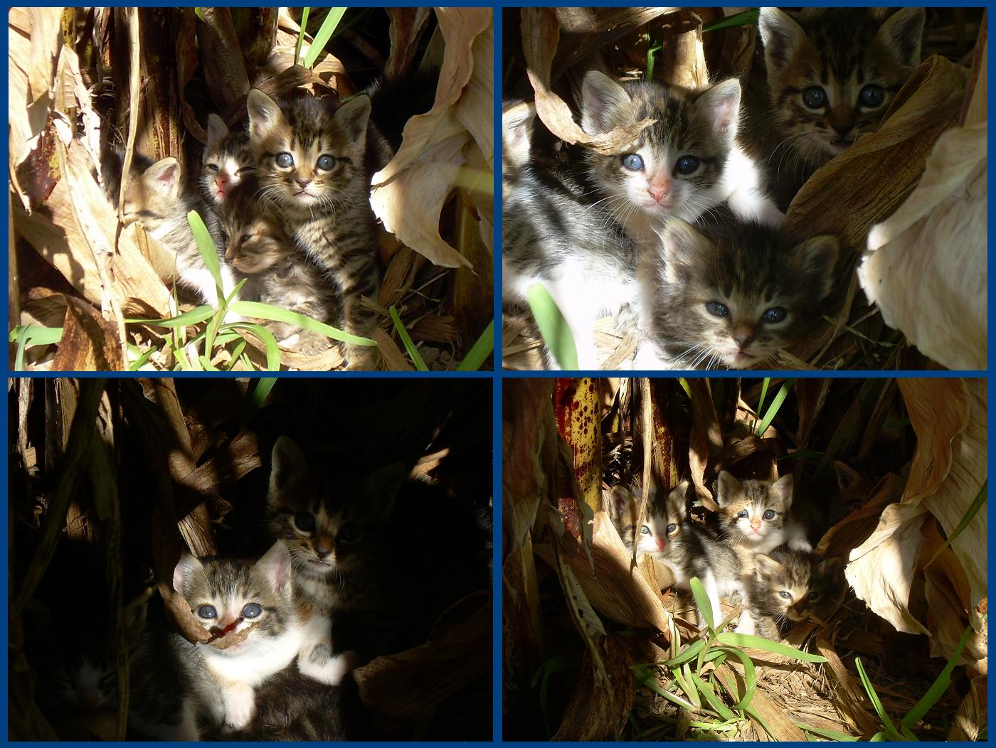 [Gatitos5..JPG]