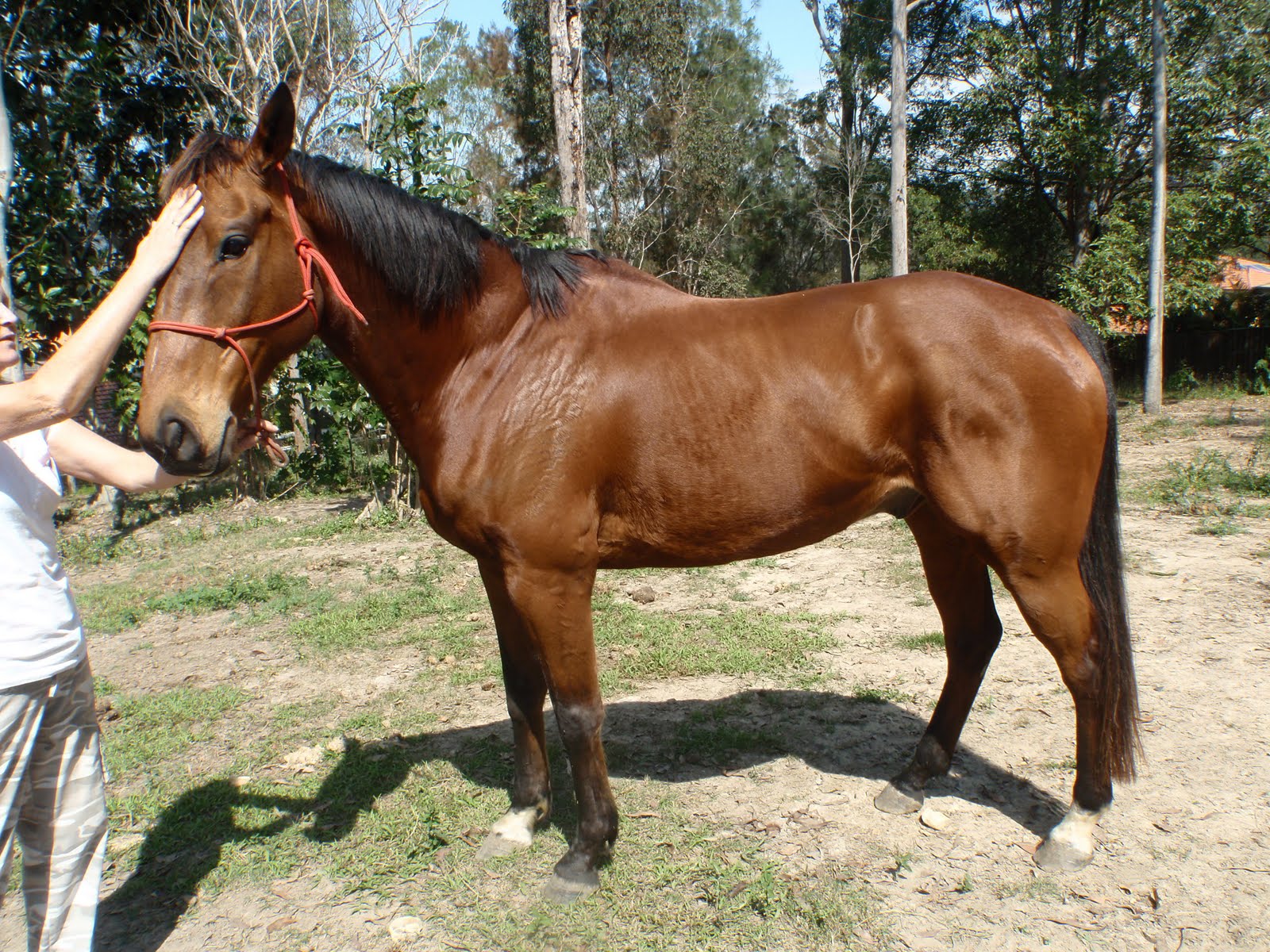 Save a Horse Australia Horse Rescue and Sanctuary Three New Horses For