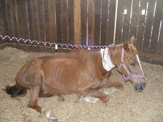 rescue horse sanctuary australia weak rip lovely she girl