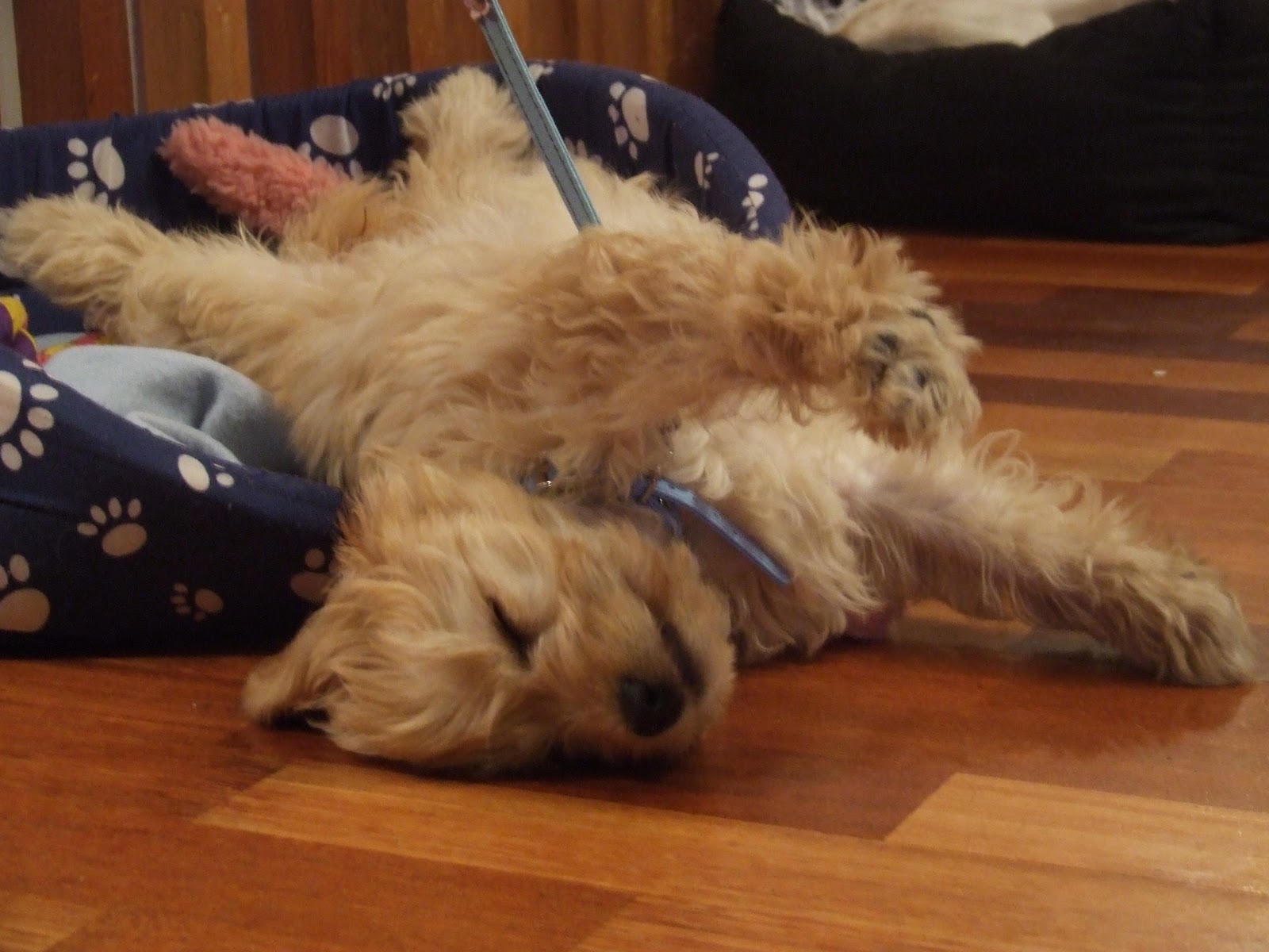 Cavoodle Dogs