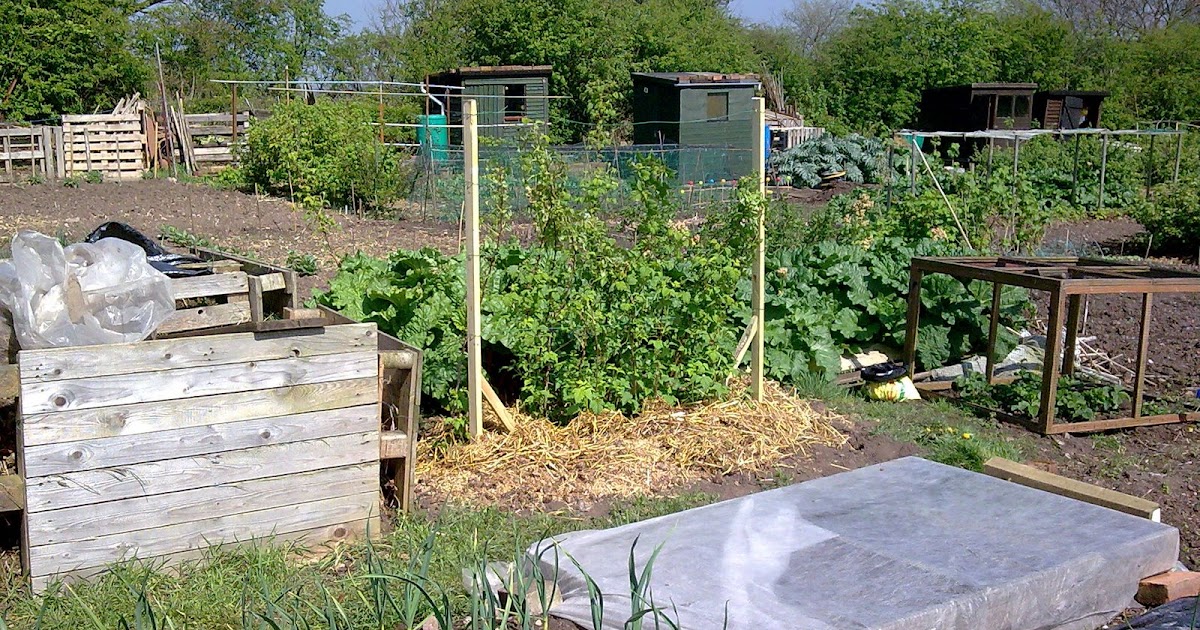 Hazel and Jane's allotment Raspberry Canes & Bean Frames