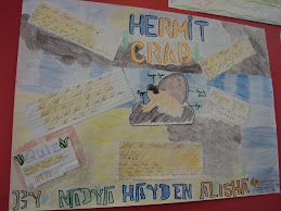 hermit crab poster
