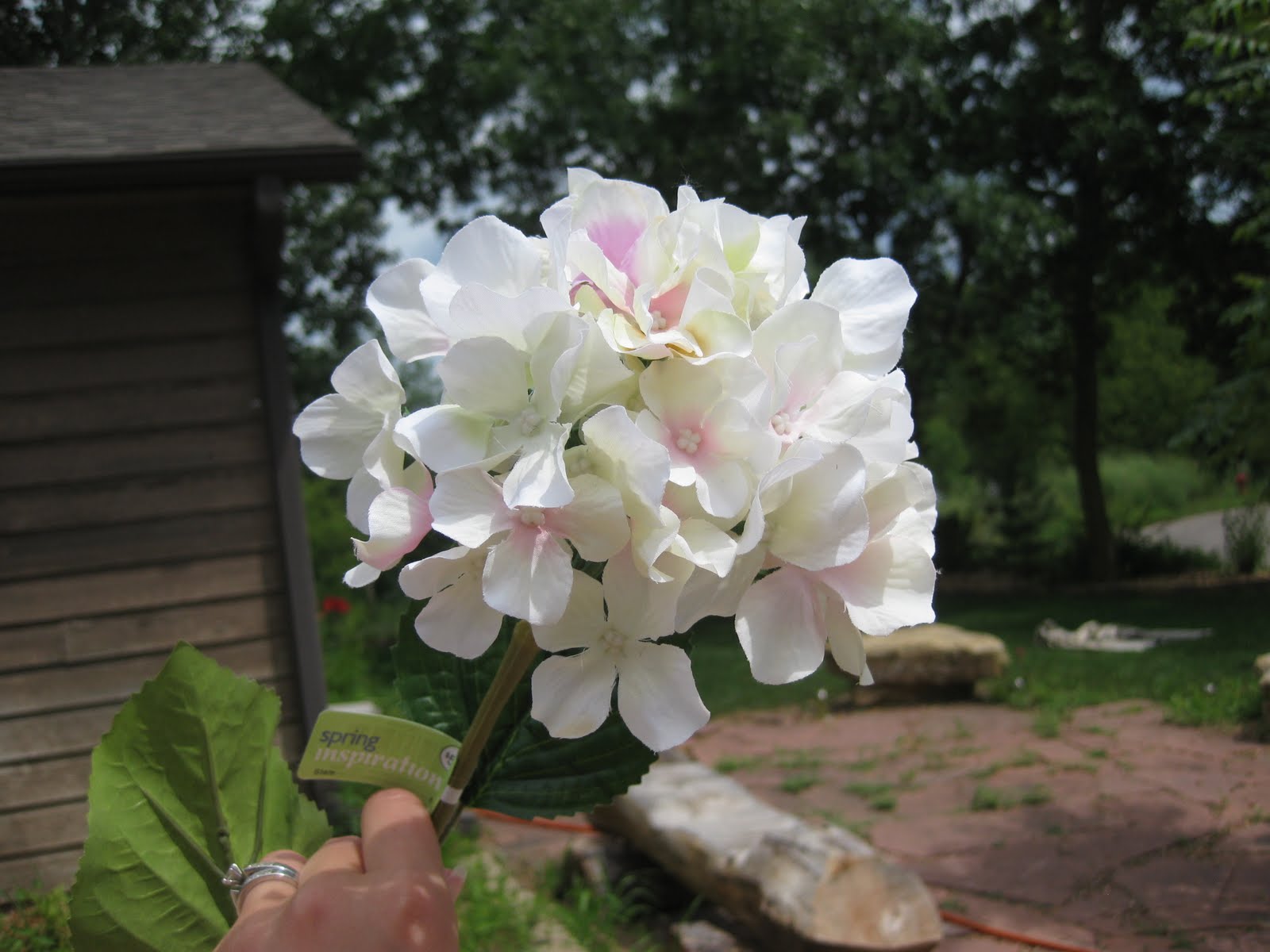 hydrangea topiary