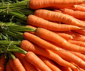 Giant+white+carrot