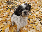 Toby