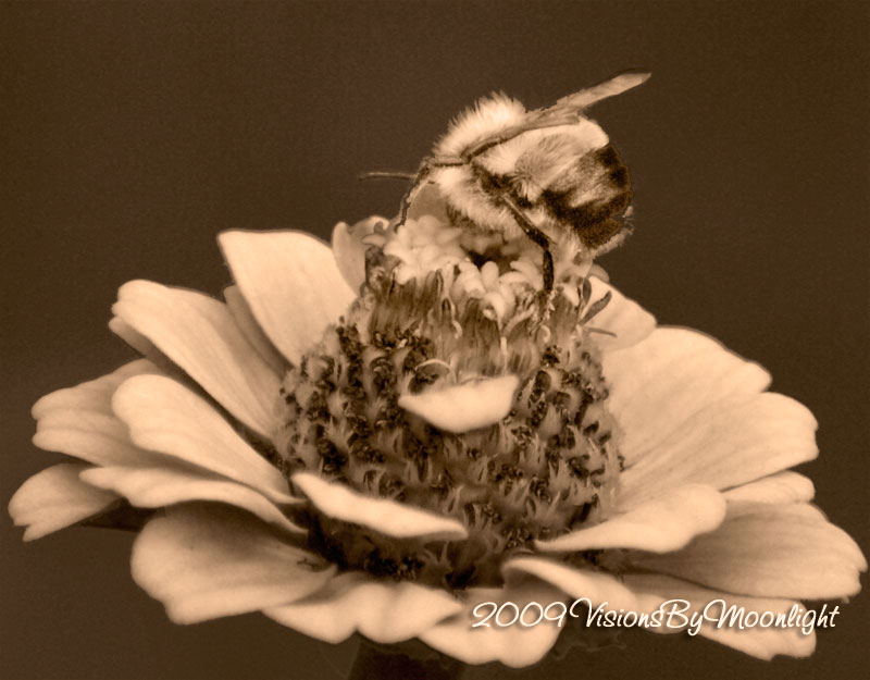 [bee-on-flowersepia.jpg]