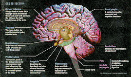 lenguaje y cerebro