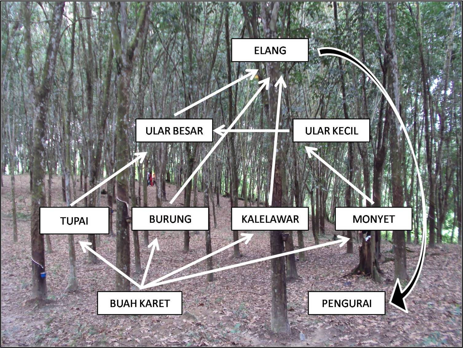 Jaring Jaring Makanan