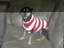 Our baby chi chi....Clad in a authentic Jan Chamberlain Sweater!