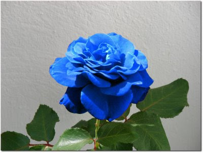 le jeu des 10 rose Rose_bleu
