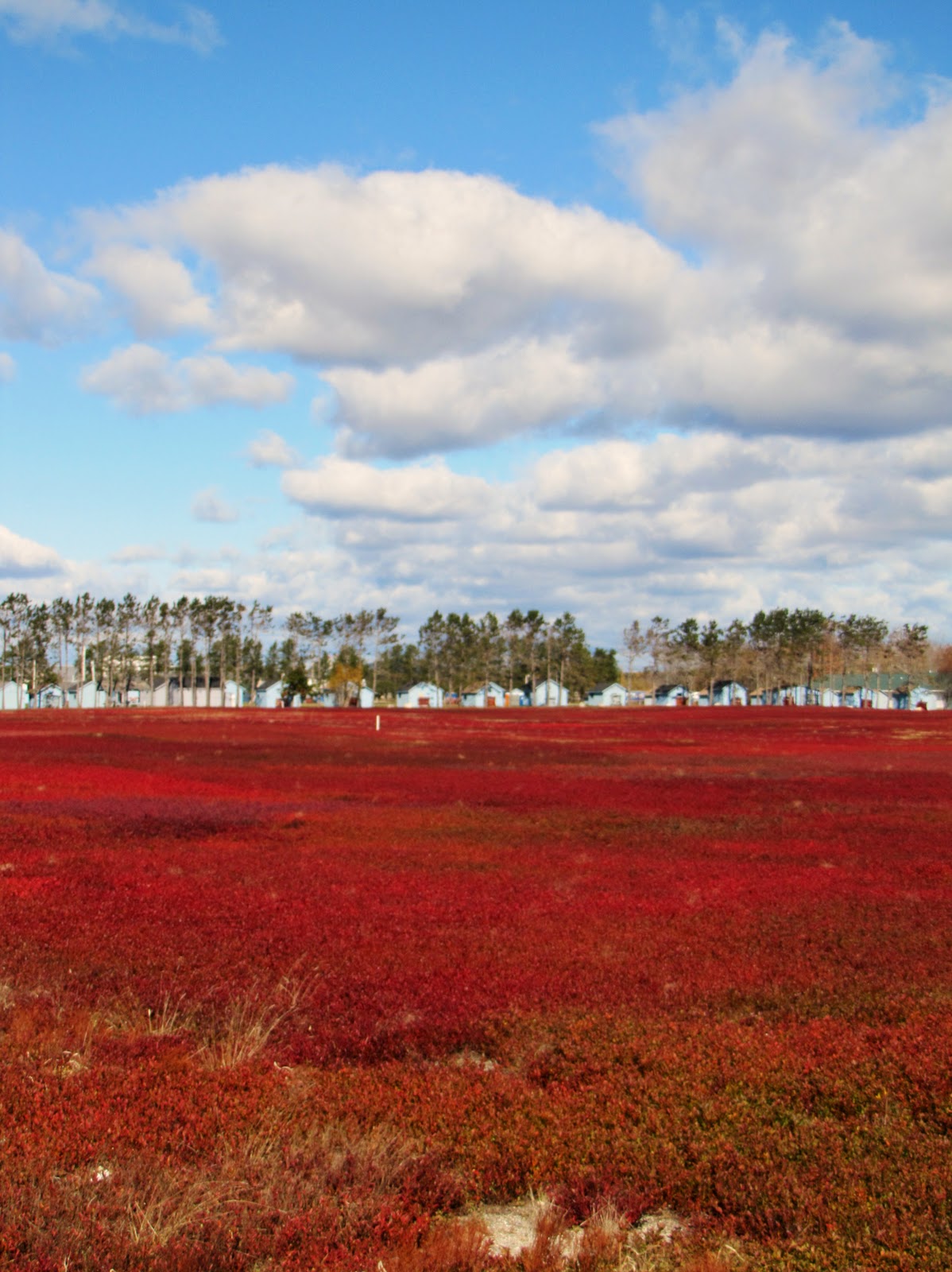FEARLESS NESTING Blueberry Barrens of Deblois Maine