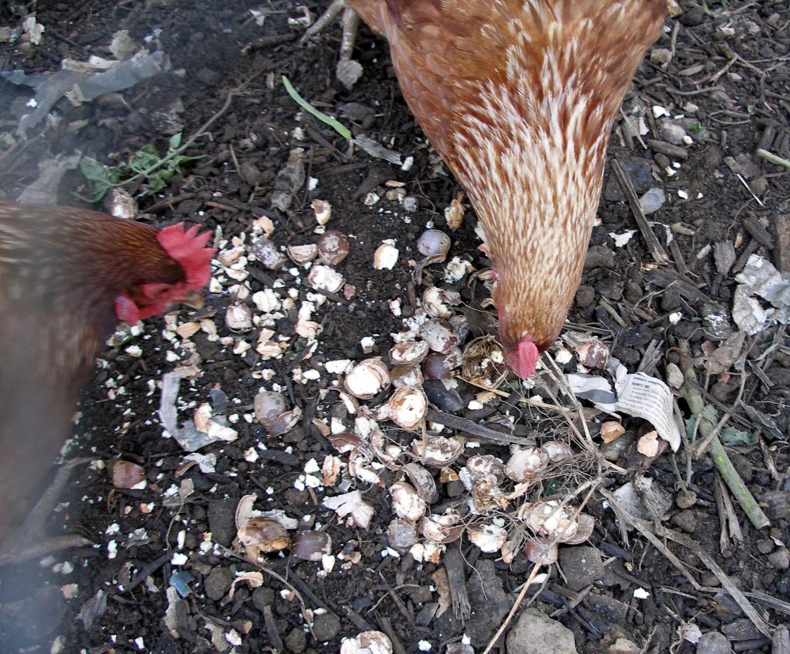 Living the Frugal Life Acorns as Chicken Feed, Revisited