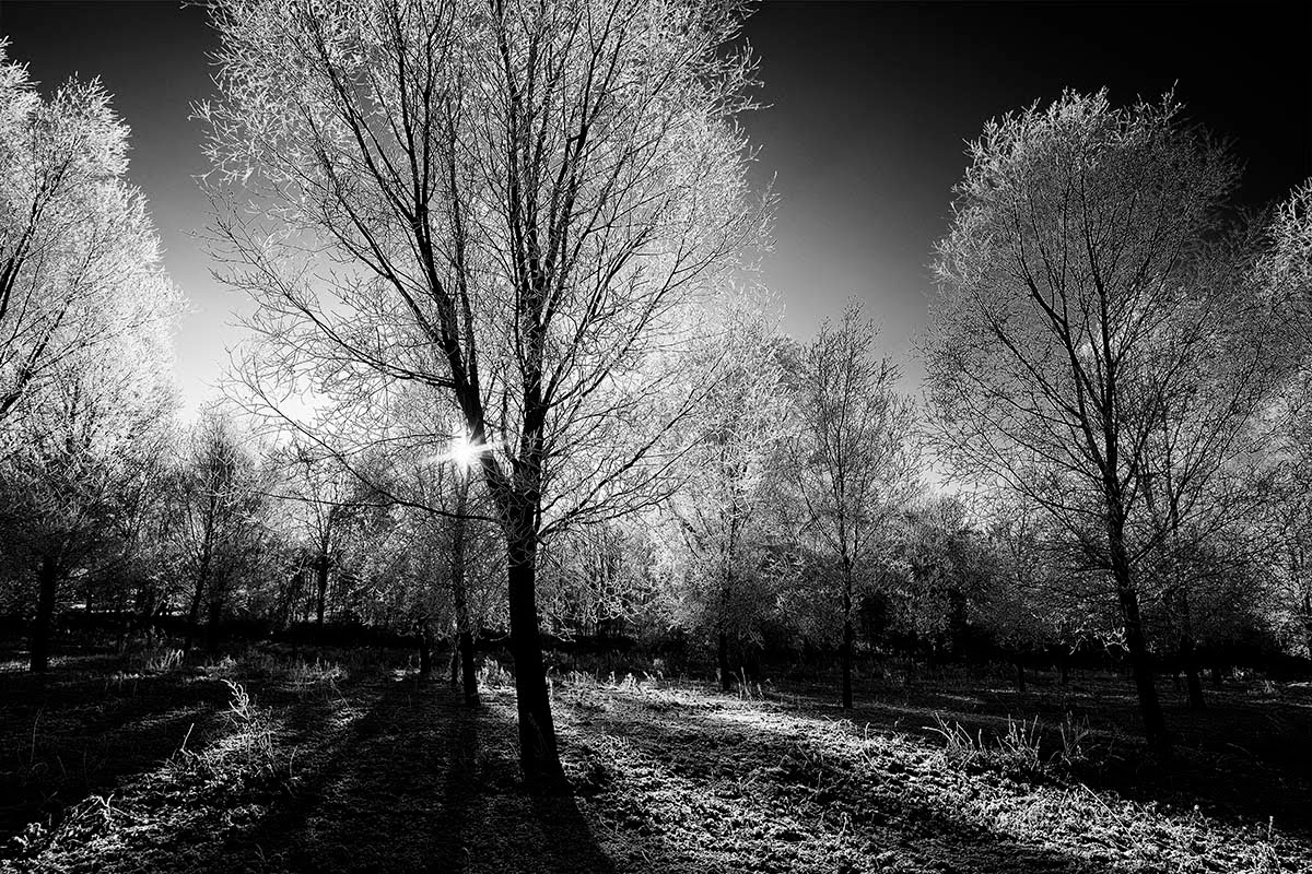 Tim Tucker’s Photography Blog: Icy Trees