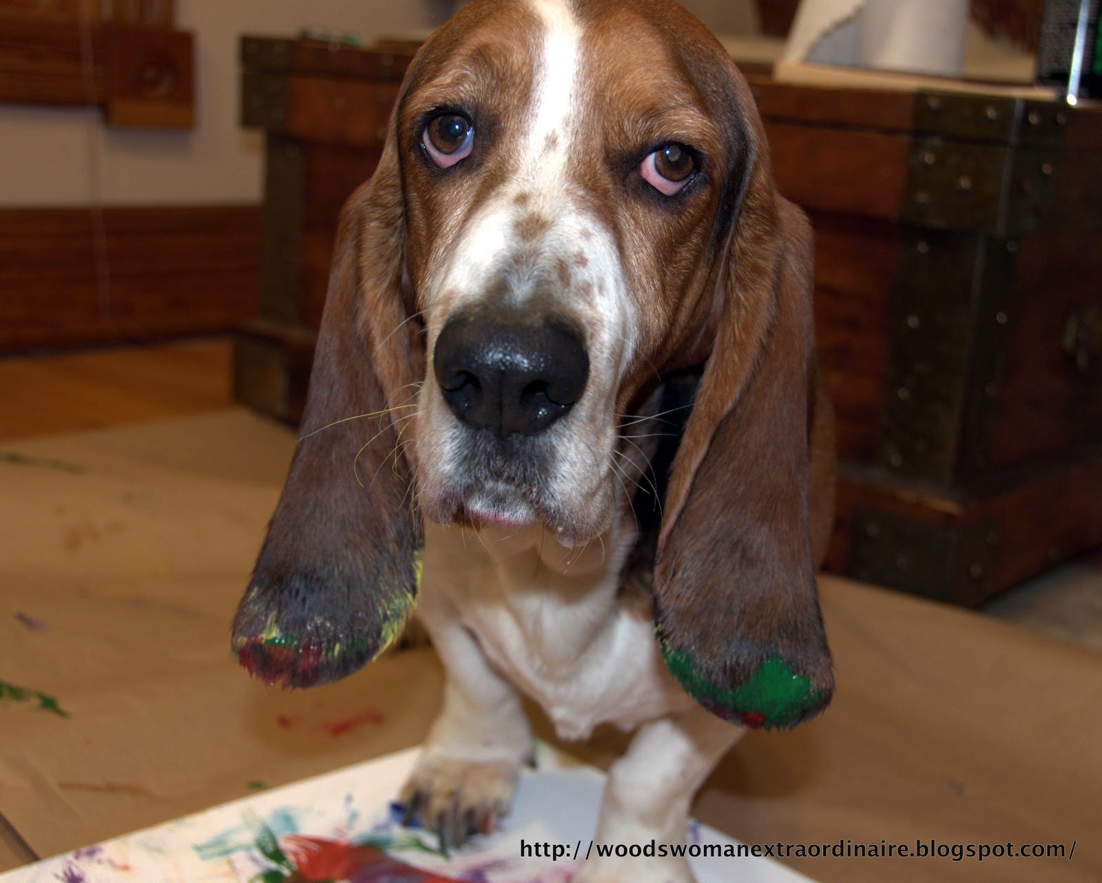 Basset Hound Ear Art!! Basset Hounds Forum