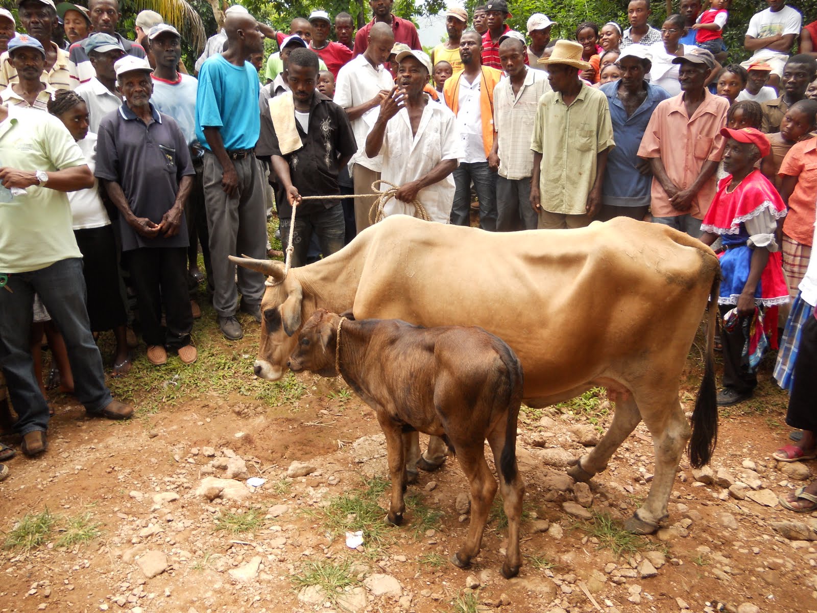 Let Them Go to Haiti and See Heifer International