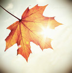 [colours_of_autumn__by_julkusiowa1.jpg]