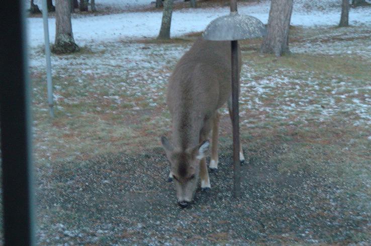 [deer082.JPG]