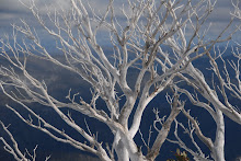 Snowgums