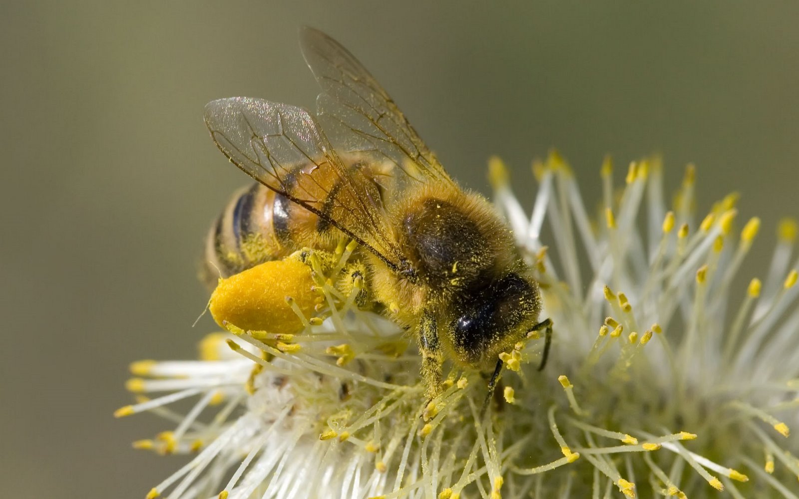 [honey-bee-pollen.jpg]