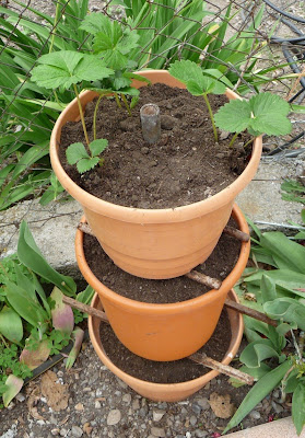 Acodero Nature Fraisier Mount Everest