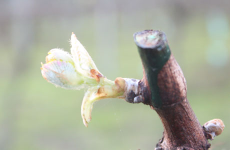 Bud Burst