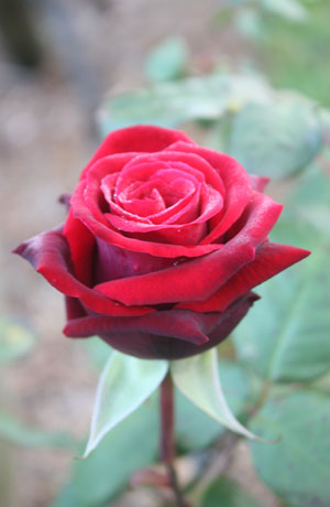Deep Secret Rose