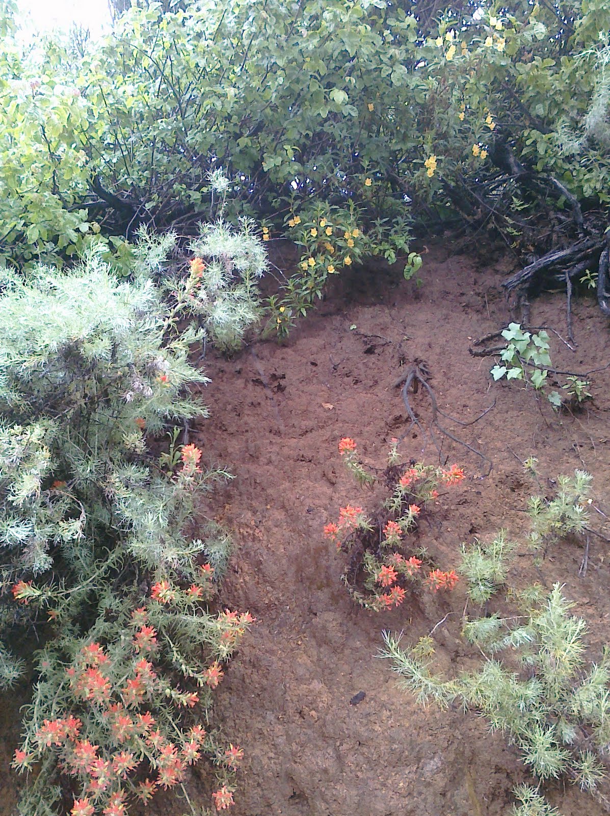 Plant Native Designs Native Spring Bay Area