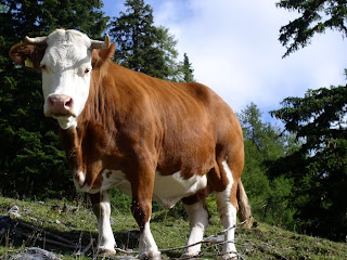 Bayern Cow wallpaper