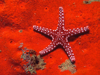 Star Sea