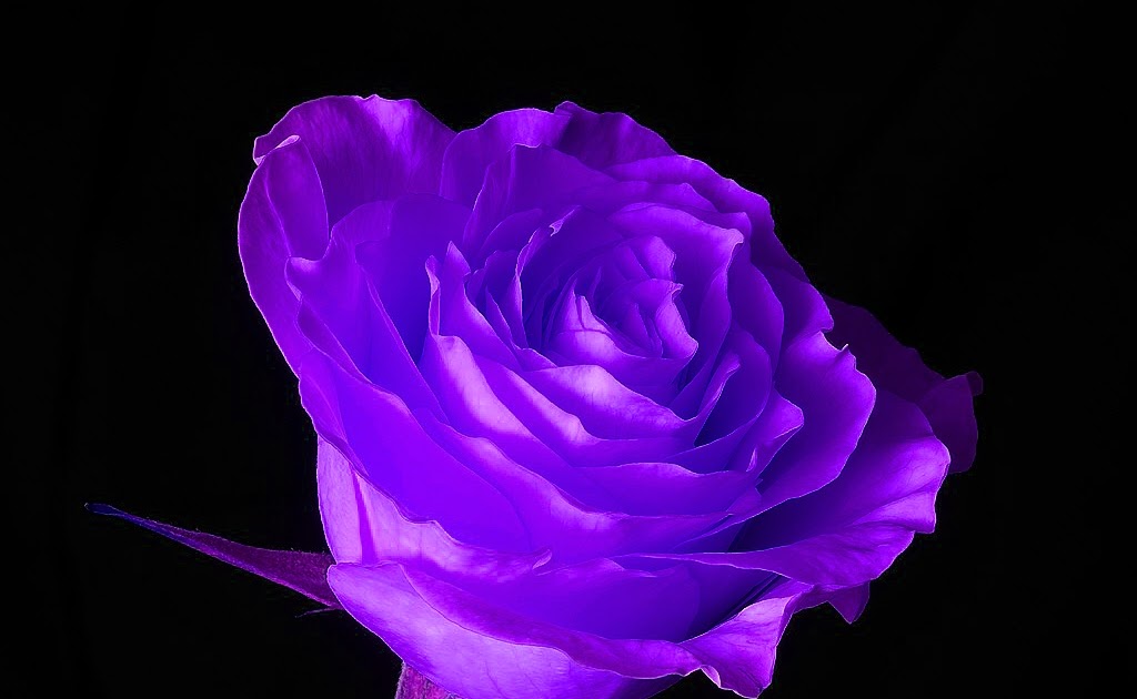 fashionewallpaper.blogspot.com: Violet Flower wallpaper