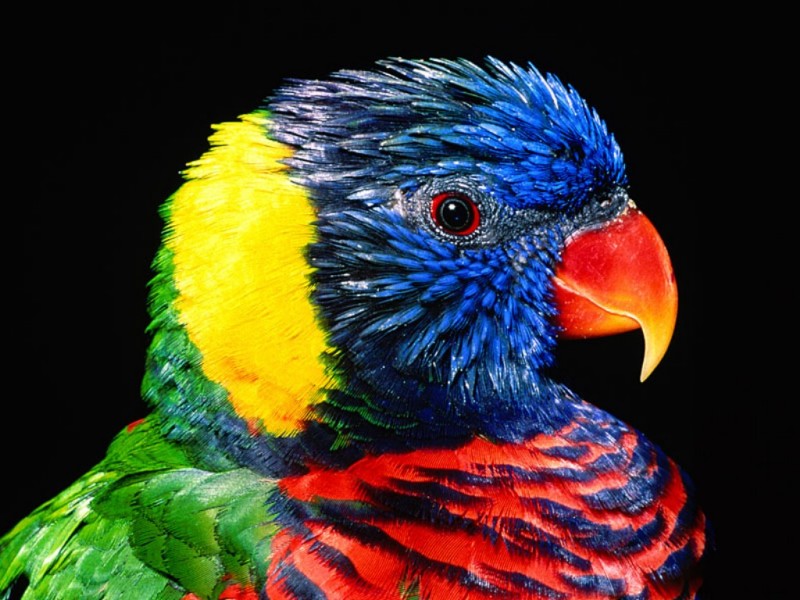 wallpapers colors. Bird Colors wallpaper