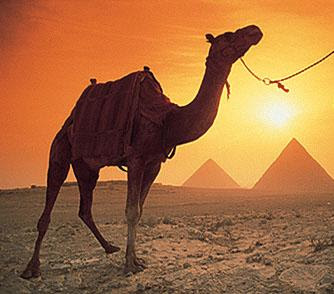 A Camel