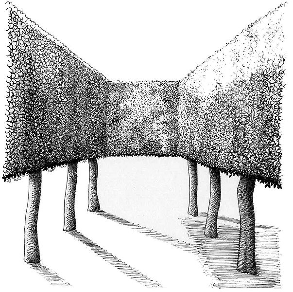 [603px-Pleaching.jpg]