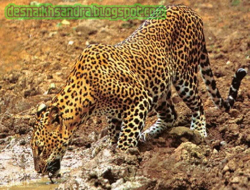 Perbedaan Jaguar Dan Leopard (Macan Tutul) - Dhezna World