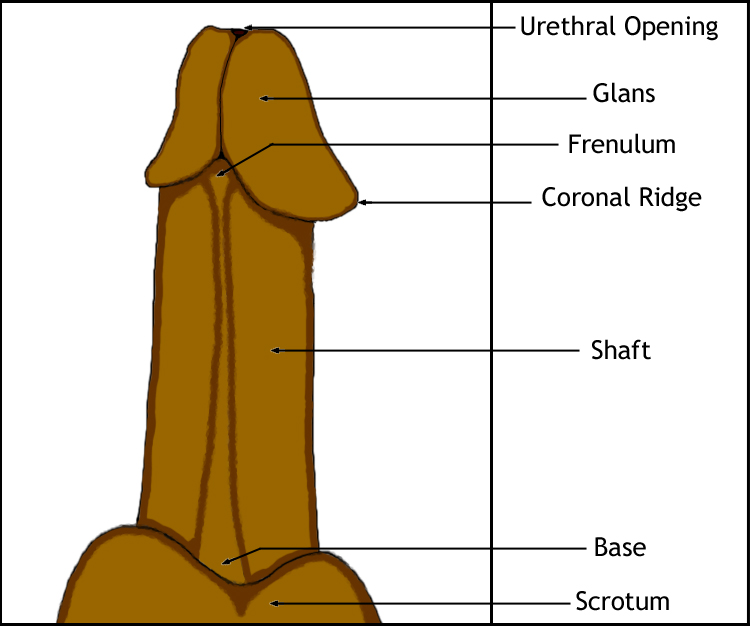 clothed unclothed nude sex hold base of penis