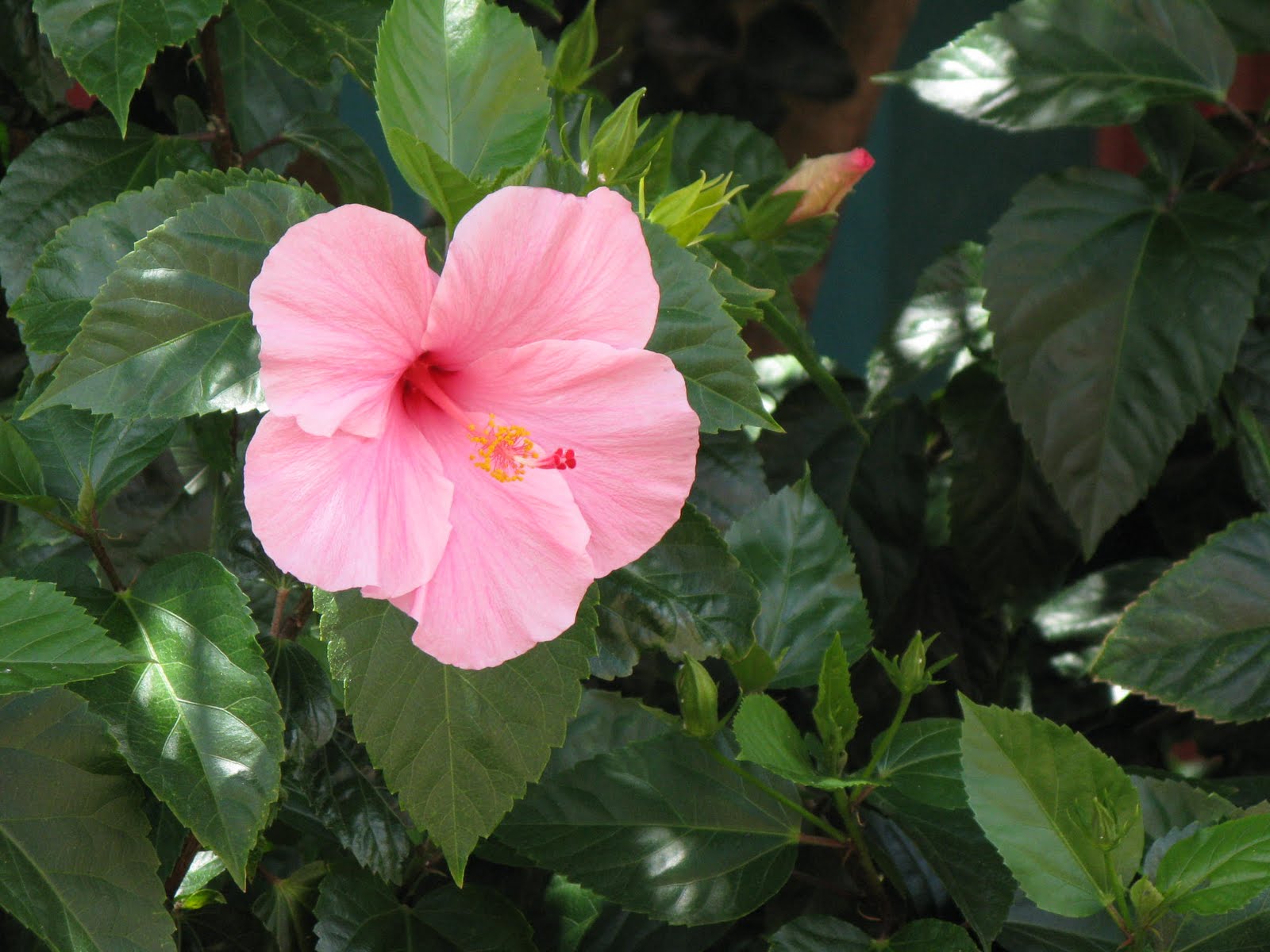 [Pink+Flower.JPG]