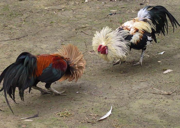 cockfighting.jpg