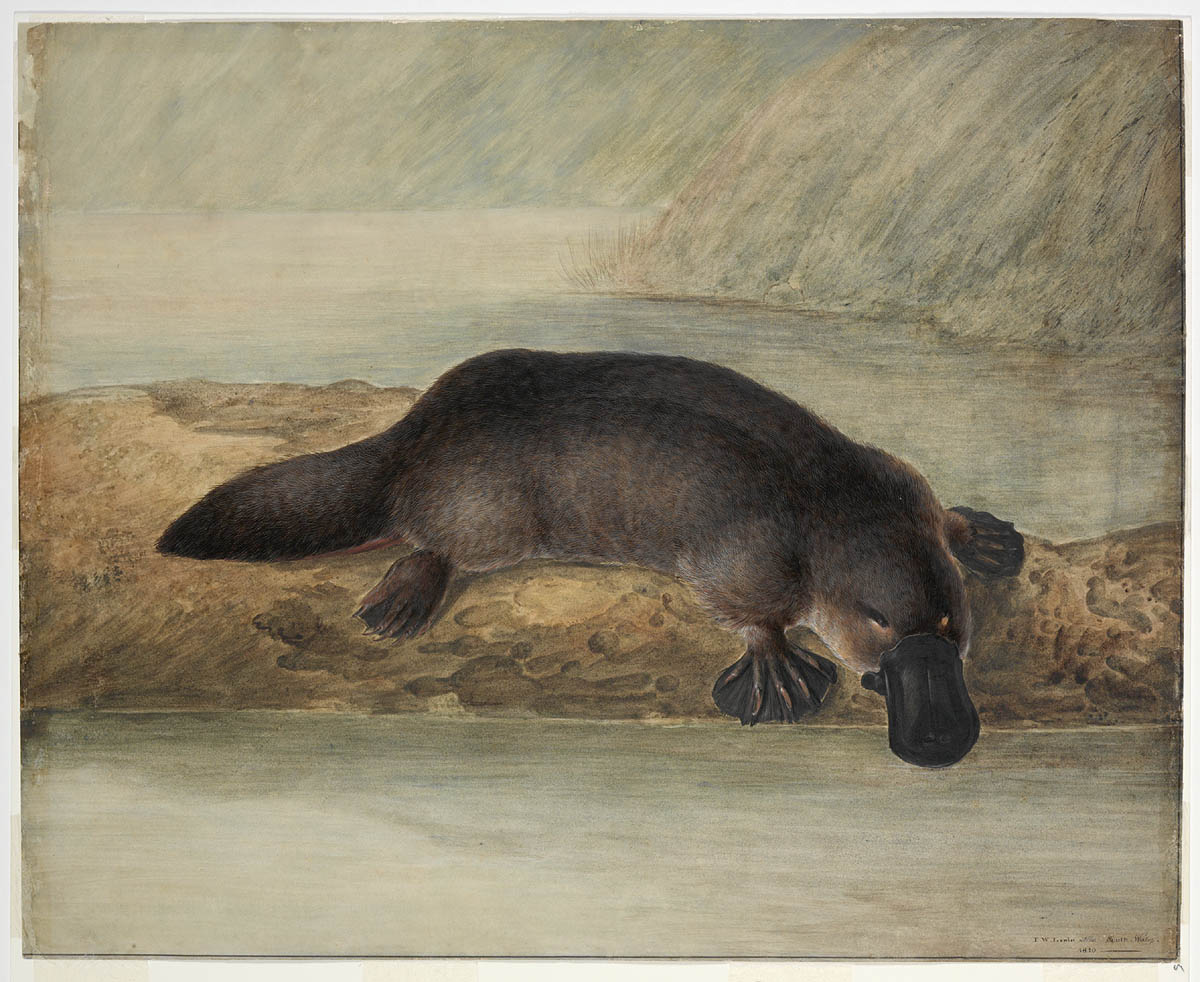 Platypus Tail