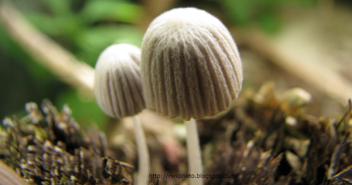 Tiny Umbrella Mushrooms, Fungi, Series 10 RWS Photo Blog Splendour