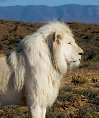 wild animals pictures lion. Related Animal Oddities