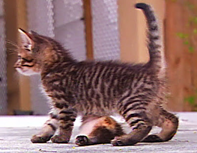 photo of six legged kitten
