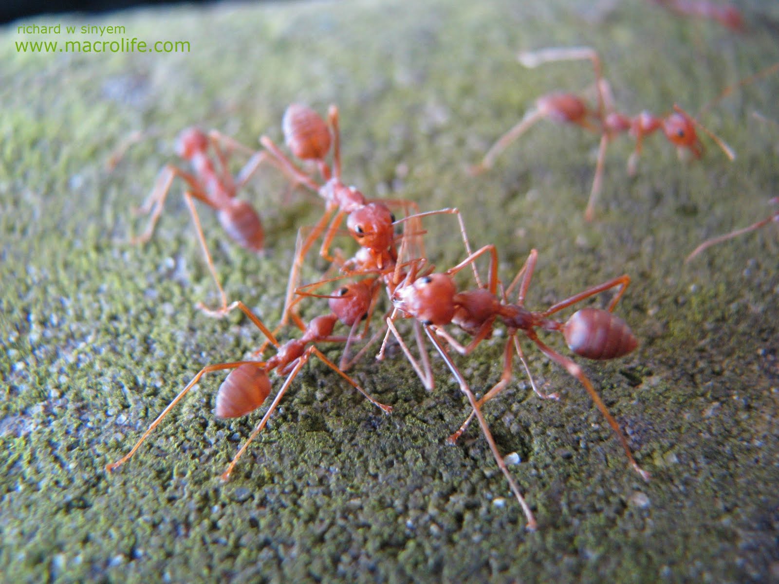 Ants Macro