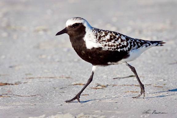 Black-bellied Plover