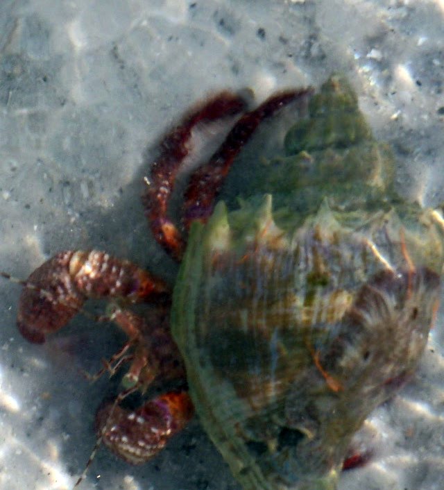 Southwest Florida Shoreline Studies Crab Eyes