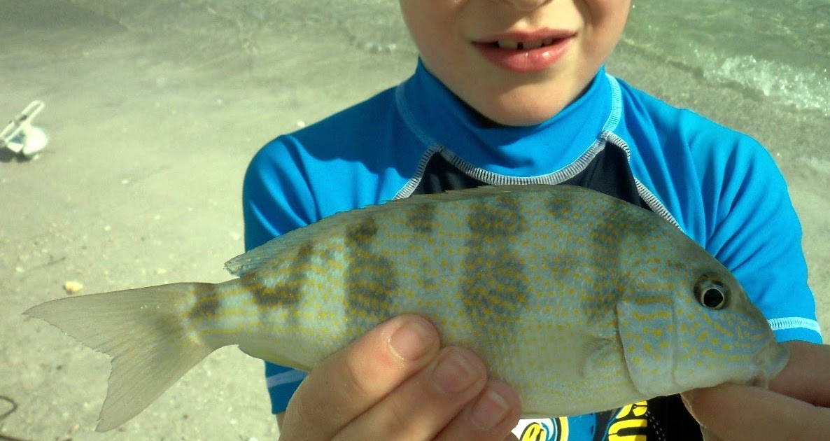 Southwest Florida Shoreline Studies Sand Perch