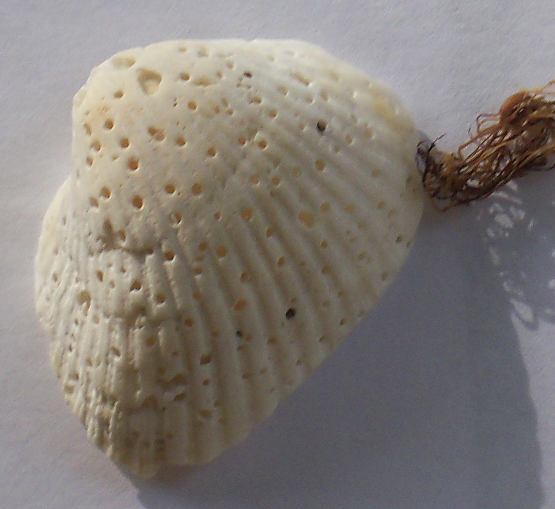 Southwest Florida Shoreline Studies Holes in a Shell