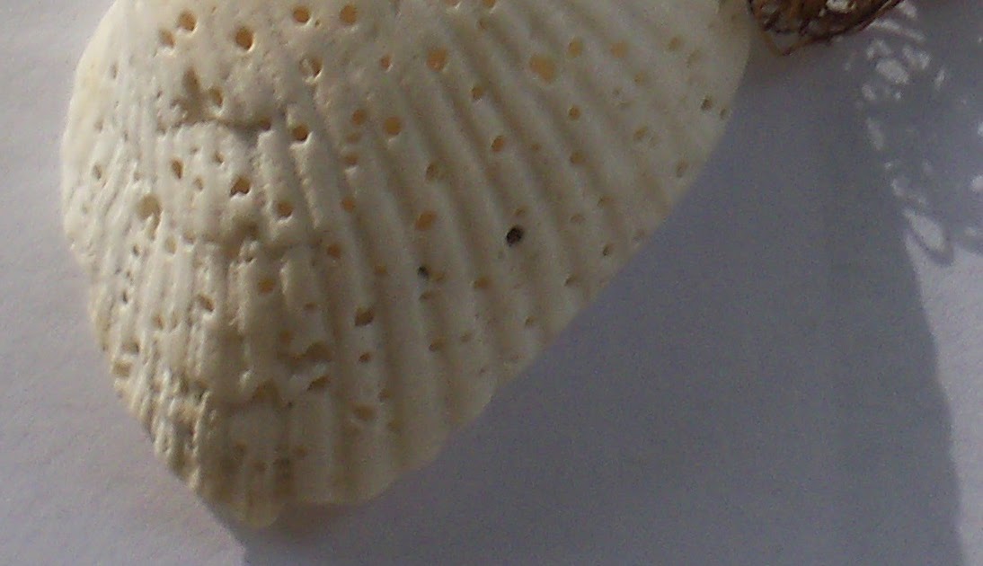 Southwest Florida Shoreline Studies Holes in a Shell