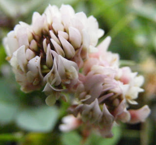 Macro Shot of Clover