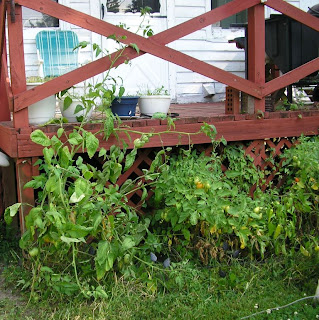 Pauls Brandywine above the rail of the deck